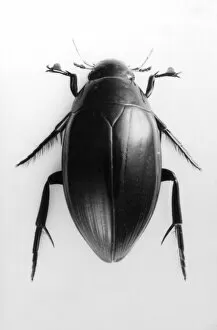 Images Dated 28th July 2011: Water Beetle