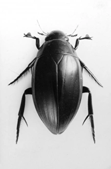 Images Dated 28th July 2011: Water Beetle