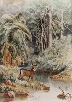 Images Dated 8th August 2011: Water Buck on the Thego