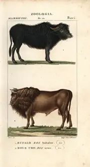 Water buffalo, Bubalus bubalis, and extinct