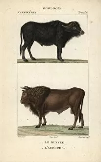 Water buffalo, Bubalus bubalis, and extinct