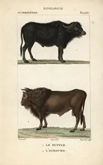 Cuvier Prints: Water buffalo, Bubalus bubalis, and extinct