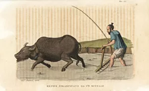 Plow Gallery: A water buffalo dragging a harrow