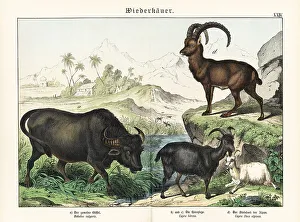 Tierreichs Prints: Water buffalo, goats and Alpine ibex