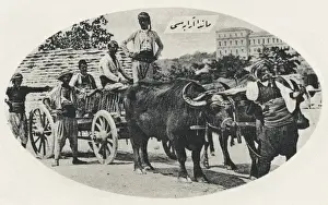 Water Buffalo pulling a wagon - Constantinople, Turkey