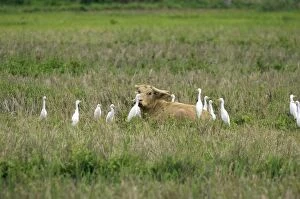 Images Dated 21st January 2008: Water Buffalo - surrounded by Cattle Egrets (Bubulcus