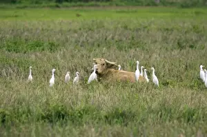 Wader Prints: Water Buffalo - surrounded by Cattle Egrets (Bubulcus