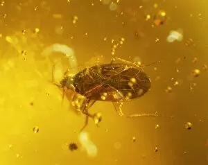 Water bug in amber