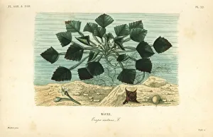 Oudet Gallery: Water caltrop or buffalo nut, Trapa natans