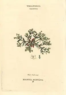 Fontana Prints: Water chickweed, Montia fontana