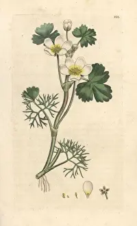 Sowerby Prints: Water crowfoot, Ranunculus aquatilis