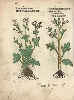 Aquaticus Gallery: Water-crowfoot species, Ranunculus aquatilis