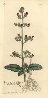 Aquatica Gallery: Water figwort, Scrophularia umbrosa