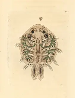 Magnified Prints: Water flea, Cyclops cyprinaceus