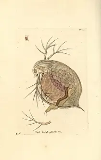 Water flea, Daphnia pulex