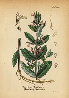 Gewachse Prints: Water germander, Teucrium scordium