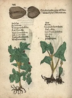 Water germander, Teucrium scordium, arum, Arum maculatum