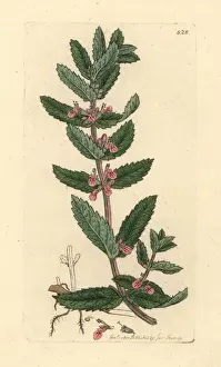 Water germander, Teucrium scordium