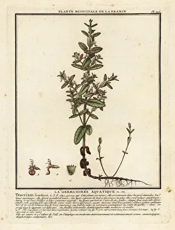 Water germander, Teucrium scordium