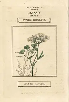 Water hemlock, Cicuta virosa