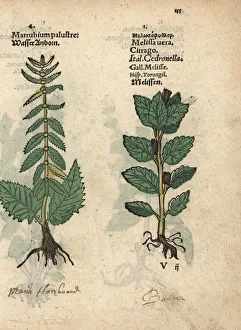 Lemon Collection: Water horehound, Lycopus europaeus, and lemon