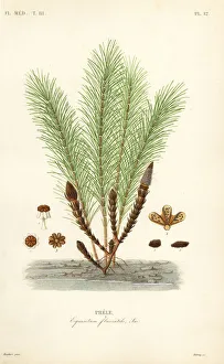 Maubert Gallery: Water horsetail or swamp horsetail, Equisetum fluviatile