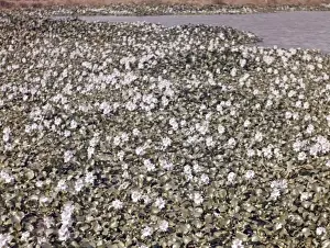 Hyacinths Prints: Water hyacinths in paddy field - Rangoon