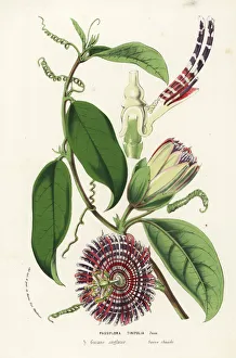 Lemon Collection: Water lemon, Passiflora laurifolia