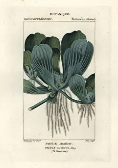 Granulata Prints: Water lettuce or Nile cabbage, Pistia stratiotes