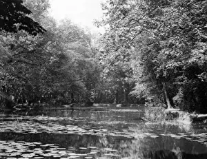 Wanstead Prints: Water Lilies at Wanstead