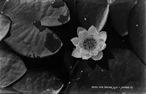 Pads Prints: The Water Lily