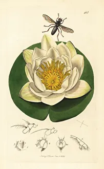 Larva Prints: Water-lily cordylura fly on a white water-lily