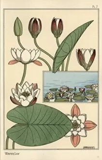 Ornament Gallery: The water lily, Nelumbo lutea, and flower parts