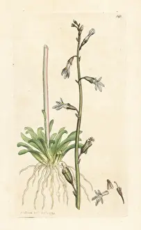 Water lobelia, Lobelia dortmanna