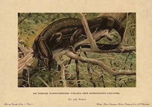 Monitor Gallery: Water monitor lizard, Varanus salvator