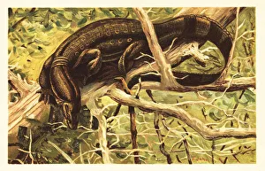 Water monitor lizard, Varanus salvator