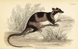 Marsupiata Prints: Water opossum or yapok, Chironectes minimus