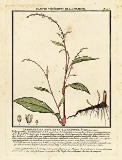 Colour Printing Prints: Water pepper, Persicaria hydropiper