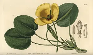 Sydenhamedwards Prints: Water poppy, Hydrocleys nymphoides