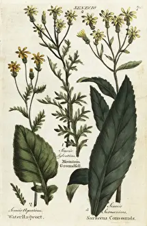 Joshuahamilton Prints: Water ragwort, mountain groundsel and saracens consounds