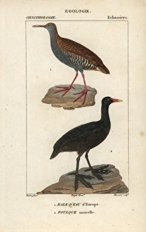 Aquaticus Gallery: Water rail, Rallus aquaticus, and Eurasian coot, Fulica atra