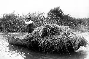 Thatching Prints: Water reed cutter, East Anglia, early 1900s