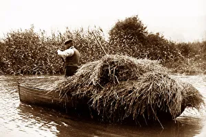 Water reed cutter, East Anglia, early 1900s