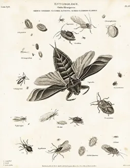 Water scorpion, aphid, bedbug, and scale insects