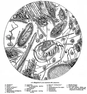 The Water of the Serpentine Magnified 200 Times, 1857