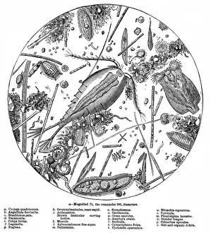 Epidemic Prints: The Water of the Serpentine Magnified 200 Times, 1857