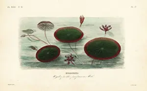 Purpurea Prints: Water-shield, Brasenia schreberi, Hydropeltis purpurea