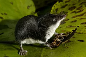 Water shrew, adult, on alert while devouring a