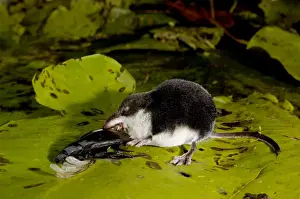 Water shrew, adult, devours a water beetle