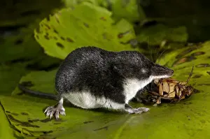 Insectivore Prints: Water shrew, adult, devours a water beetle (a predatious